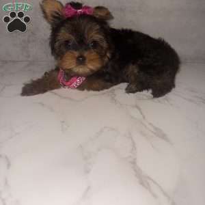 Kammy- micro, Yorkie Puppy