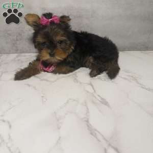 Kammy- micro, Yorkie Puppy