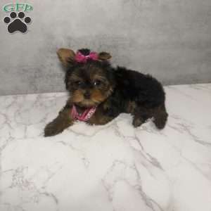 Kammy- micro, Yorkie Puppy