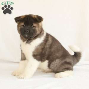 Sasha, Akita Puppy