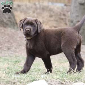 Nova, Chocolate Labrador Retriever Puppy
