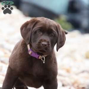 Nova, Chocolate Labrador Retriever Puppy