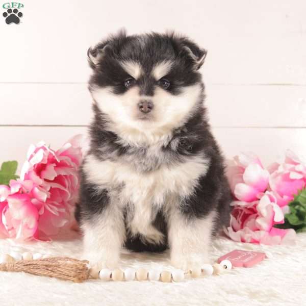 Winter, Pomsky Puppy