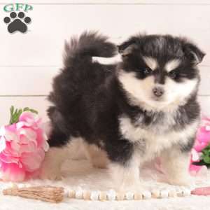 Winter, Pomsky Puppy