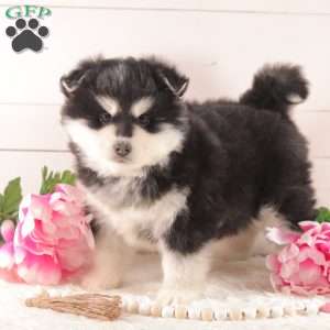 Winter, Pomsky Puppy