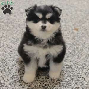 Winter, Pomsky Puppy