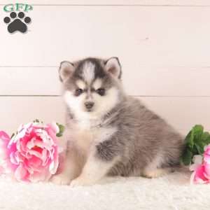 Simba, Pomsky Puppy