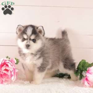 Simba, Pomsky Puppy