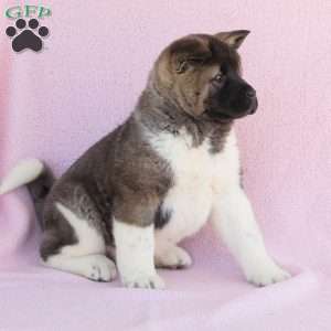 Sasha, Akita Puppy