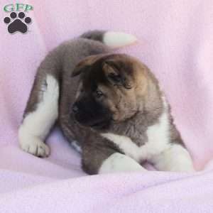 Sasha, Akita Puppy