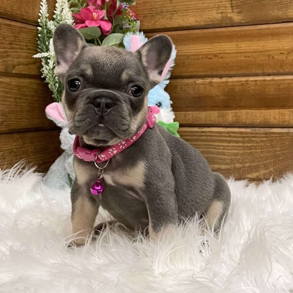 Kya, French Bulldog Puppy