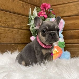 Kya, French Bulldog Puppy