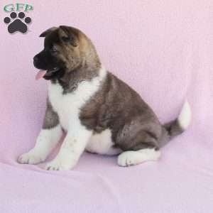 Sasha, Akita Puppy