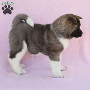 Sasha, Akita Puppy