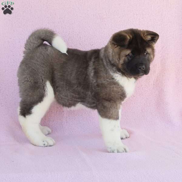 Sasha, Akita Puppy