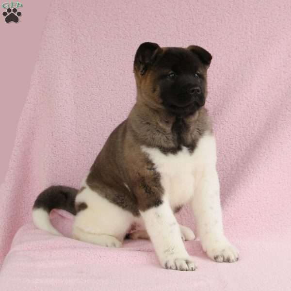 Sasha, Akita Puppy