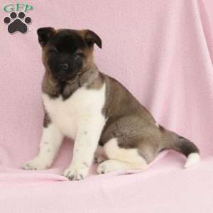 Sasha, Akita Puppy