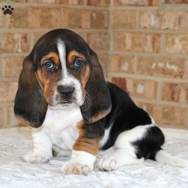 Pluto, Basset Hound Puppy