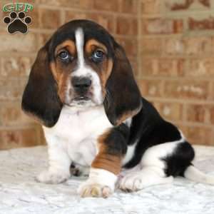 Pluto, Basset Hound Puppy