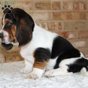 Pluto, Basset Hound Puppy