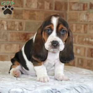 Poppy, Basset Hound Puppy