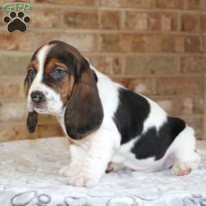 Poppy, Basset Hound Puppy