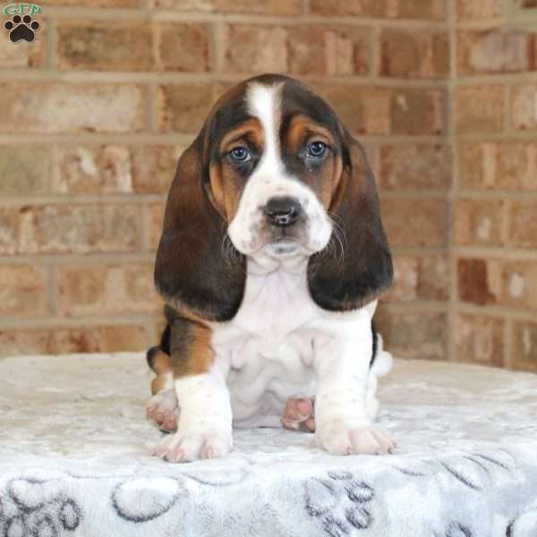 Poppy, Basset Hound Puppy