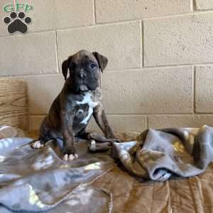 Dahlia, Boxer Puppy