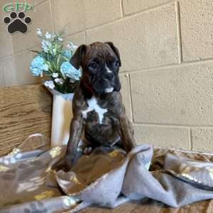 Dahlia, Boxer Puppy