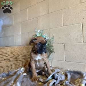 Diego, Boxer Puppy