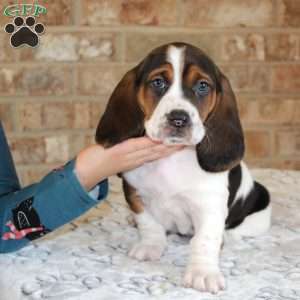 Poppy, Basset Hound Puppy