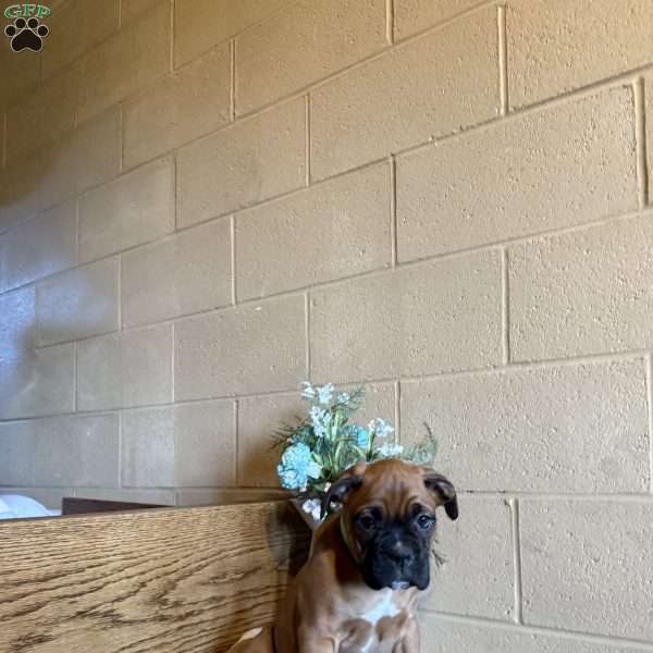 Diego, Boxer Puppy