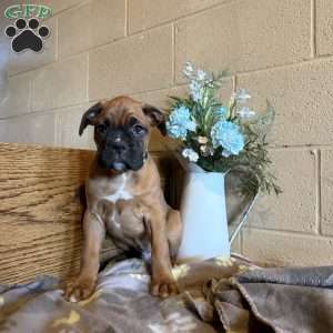 Diego, Boxer Puppy