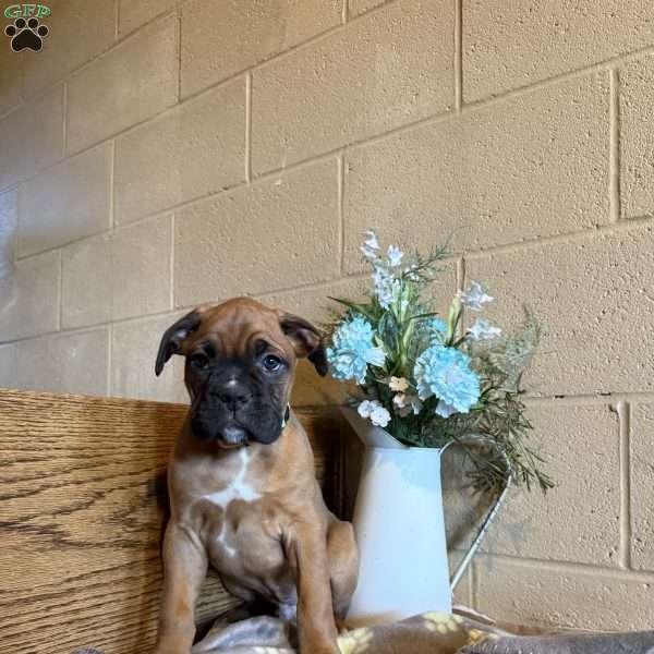 Diego, Boxer Puppy