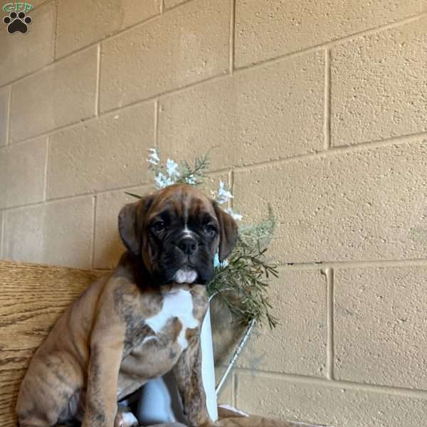 Duke, Boxer Puppy