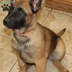 Pink, German Shepherd Mix Puppy