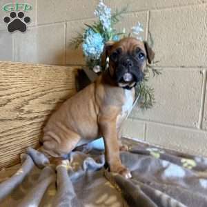 Dolly, Boxer Puppy