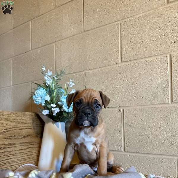 Dolly, Boxer Puppy