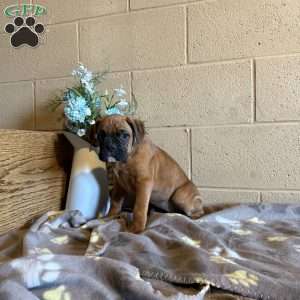 Dakota, Boxer Puppy