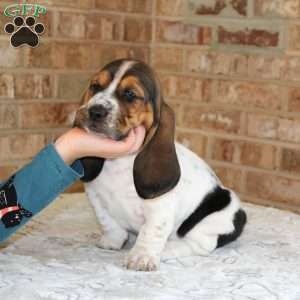 Penny, Basset Hound Puppy