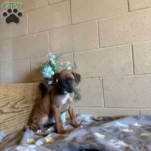Dakota, Boxer Puppy