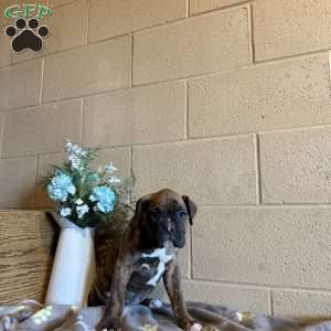Duncan, Boxer Puppy