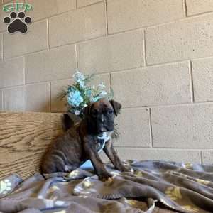Duncan, Boxer Puppy