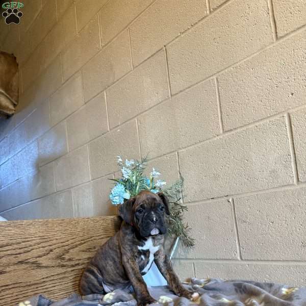 Duncan, Boxer Puppy