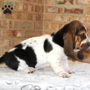 Penny, Basset Hound Puppy