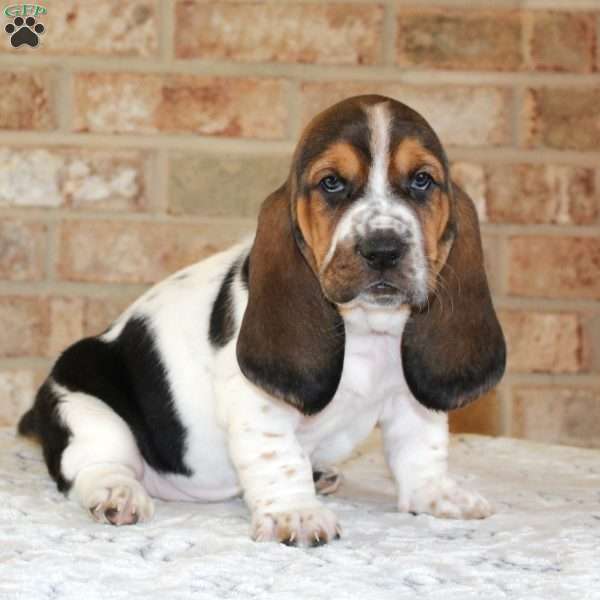 Penny, Basset Hound Puppy