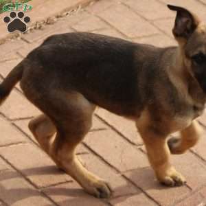 Dark green, German Shepherd Mix Puppy