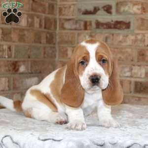 Princess, Basset Hound Puppy