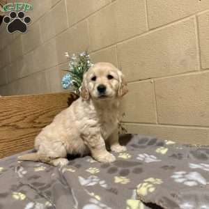 Darla, Golden Retriever Puppy