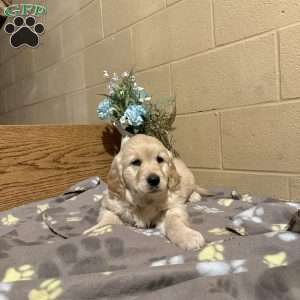 Darla, Golden Retriever Puppy